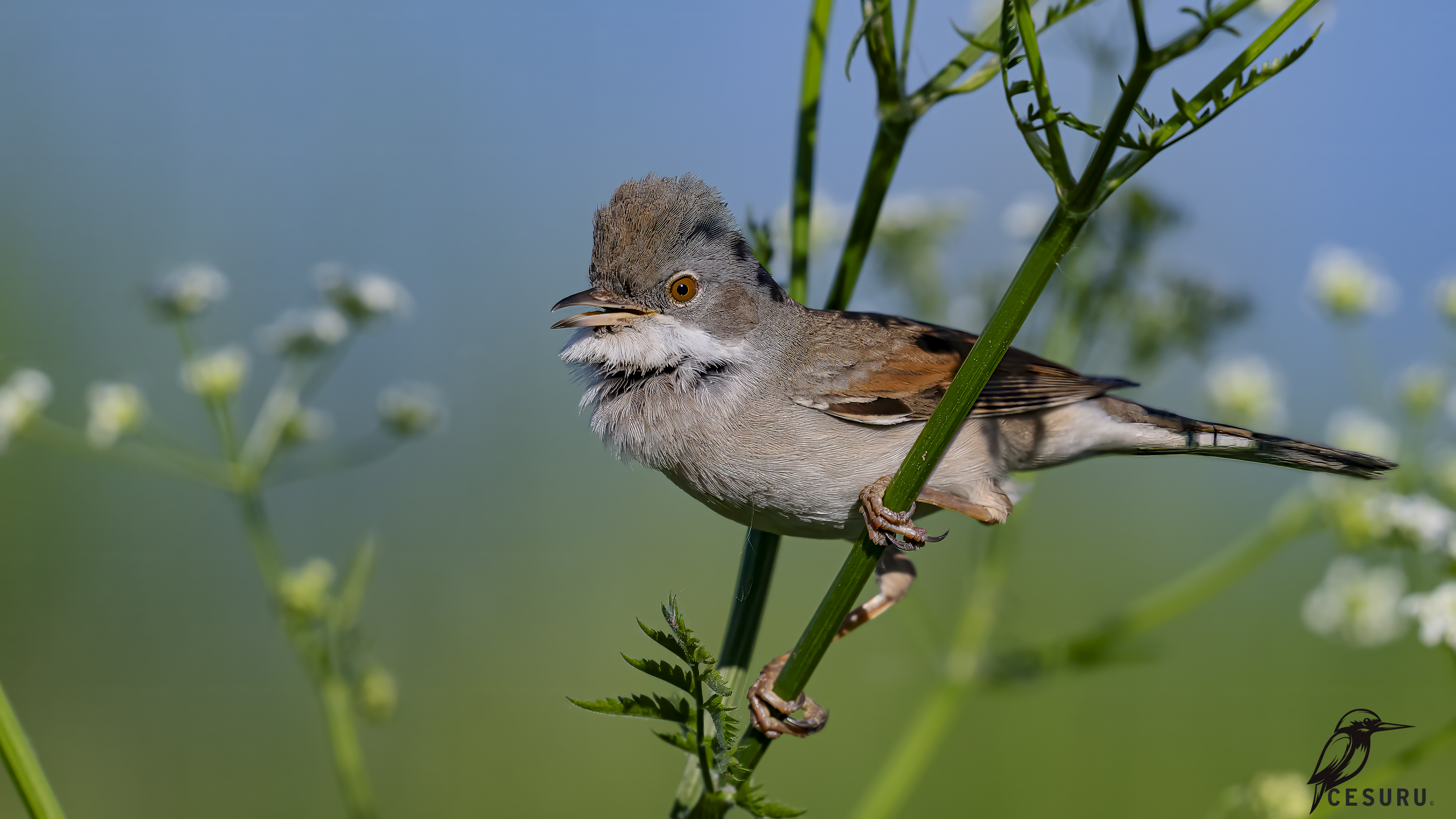 Greater Whitethroat
